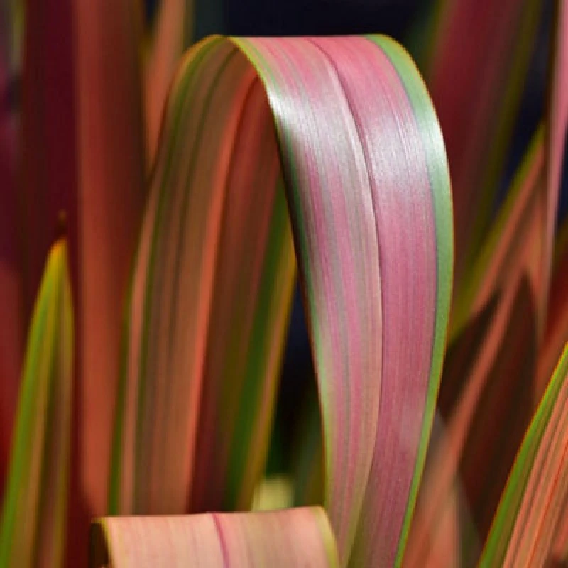 Image of Thompson & Morgan Phormium Tenax Jester 9Cm Potted Plant X 1