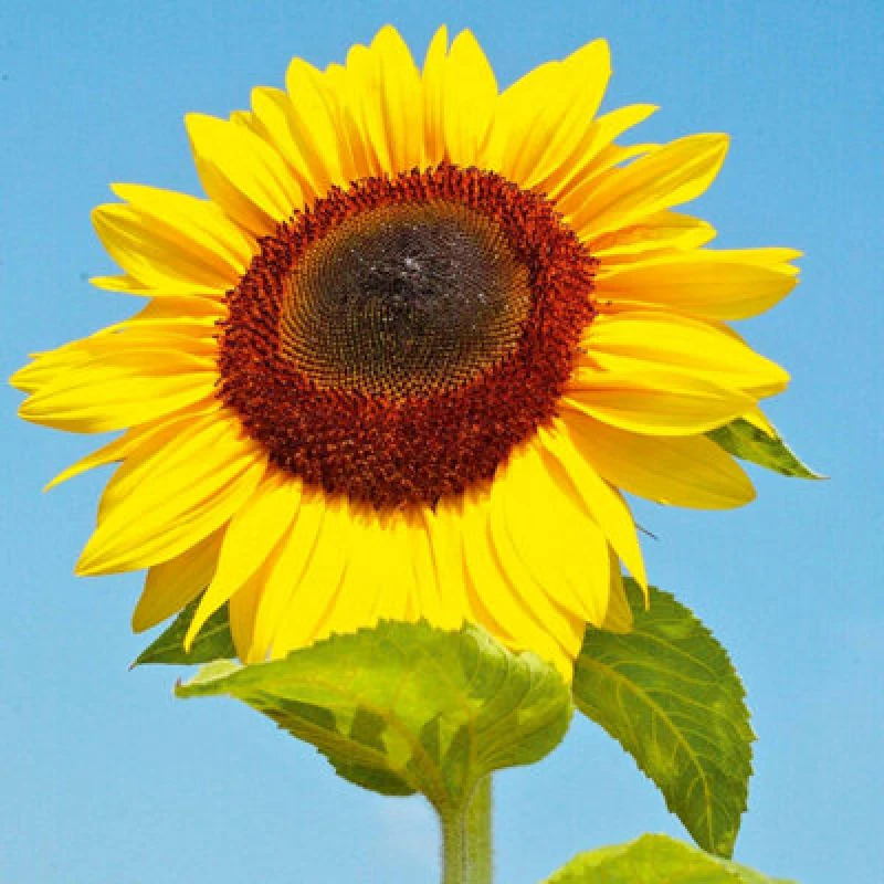 Image of Thompson & Morgan Sunflower Bird Table Flower 1 Seed Packet (20 Seeds)