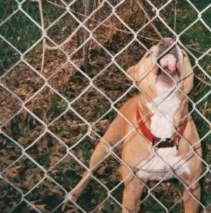 Image of Pop Culture by Knocked Loose CD Album