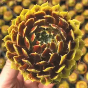 YouGarden Sempervivum Lemon Flare 9cm x3 - Brown