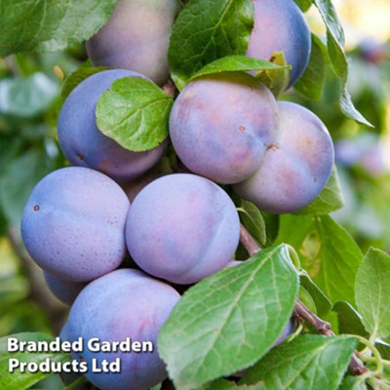 Image of Thompson & Morgan Dwarf Patio Plum Tree - (Prunus) Mini Black Amber 9Cm Potted Plant X 1