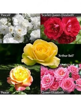Image of Garden Glamour Rose Bushes X5 Bushes Bare Root