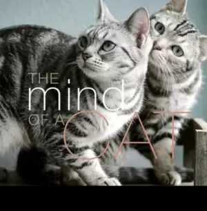Image of The mind of a cat by Liz Abeler Blaylock