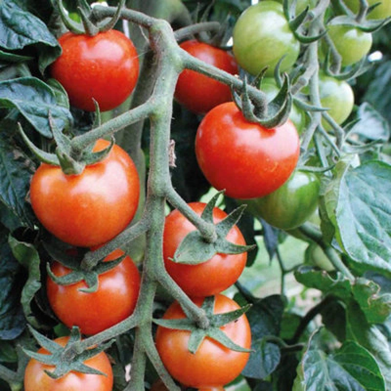 Image of Thompson & Morgan Tomato Primabella 1 Seed Packet