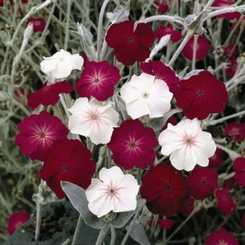 Image of Thompson & Morgan Lychnis Coronaria Dancing Ladies 1 Seed Packet (60 Seeds)
