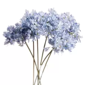 Image of Light Blue Large Headed Agapanthus