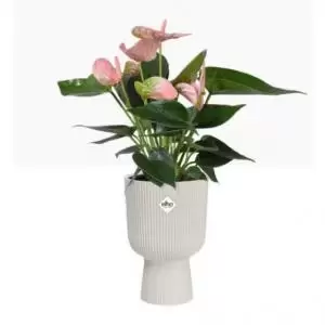 image of Elho Vibes Fold Coupe Tall Pot 14cm SILKY White NWT7095