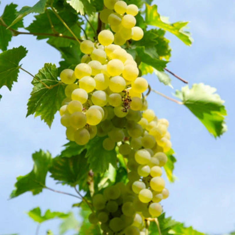 Image of Thompson & Morgan Vitis (Grape) Bianca 15Cm Potted Plant X 1