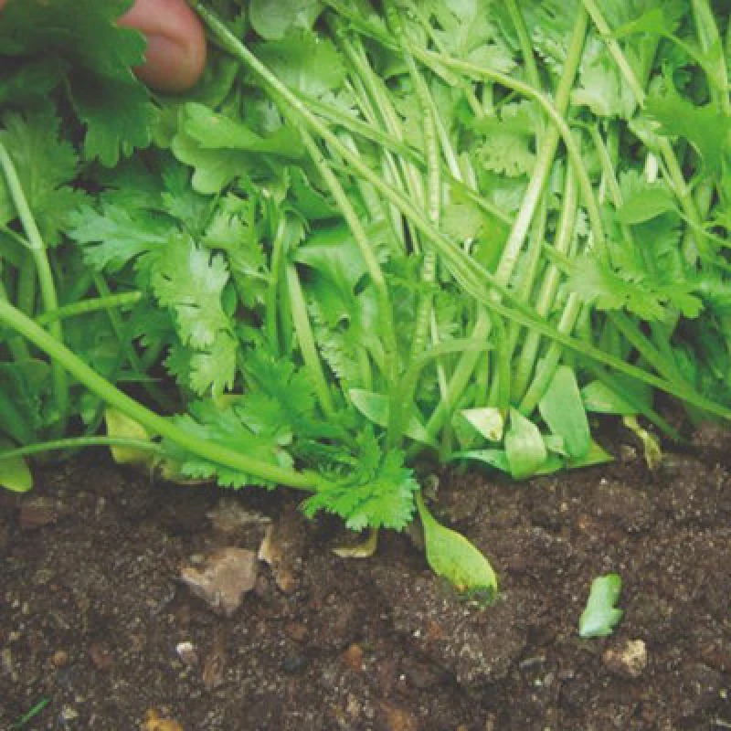 Image of Thompson & Morgan Herb Coriander Calypso 1 Seed Packet (150 Seeds)