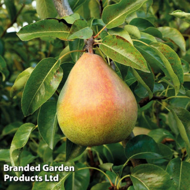 Image of Thompson & Morgan Pear (Pyrus) Mini Doyenne Du Comice 9Cm Pot X 1