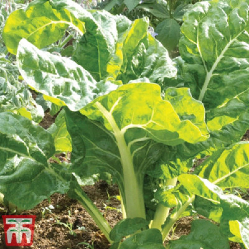 Image of Thompson & Morgan Organic Chard White Silver 2 1 Seed Packet (200 Seeds)