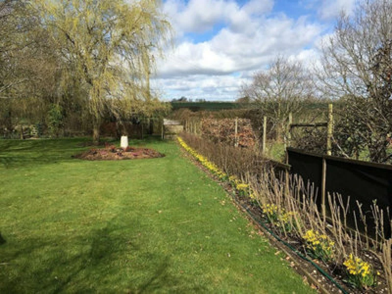 Image of Inspirational Gifting 1-2ft Hedge Plant Native Mix Best Value Bare Root Tree Saplings - Pack Of 10