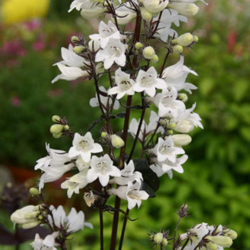 Image of Thompson & Morgan Penstemon Huskers Red 1 Seed Packet (35 Seeds)
