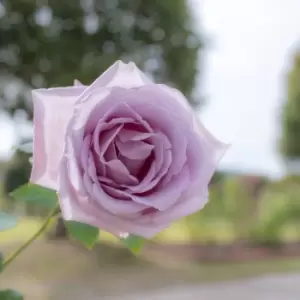 Image of You Garden YouGarden Rose 'Blue Moon'