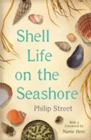 Image of shell life on the seashore