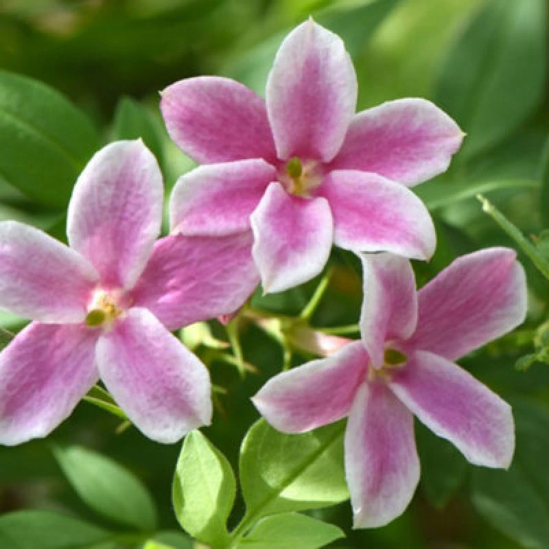 Image of Thompson & Morgan Jasminum Starry Starry Summer Scent 9Cm Potted Plant X 2 + Tower Potted Plant