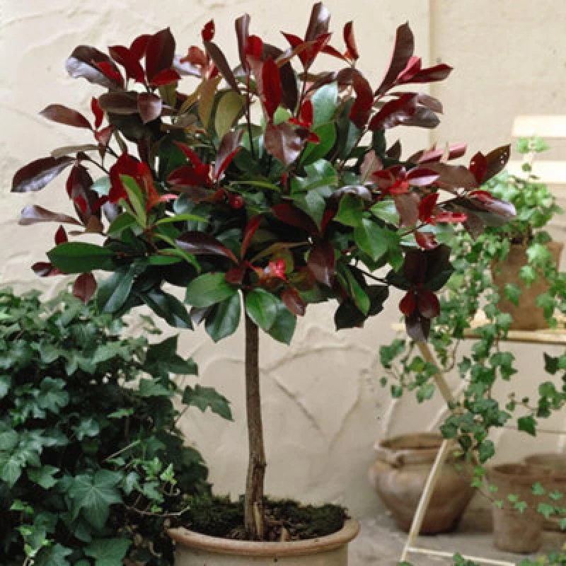 Image of Thompson & Morgan Photinia Red Robin 3 Litre Potted Plant X 1 + Planter Sabina Grey