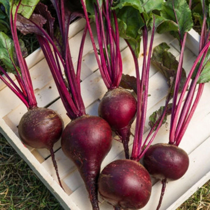 Image of Beetroot Red Shine F1 Seeds Monogerm High Sugar Bolting-Resistant Beetroot Variety - 1 Packet X 100 Seeds By Thompson & Morgan