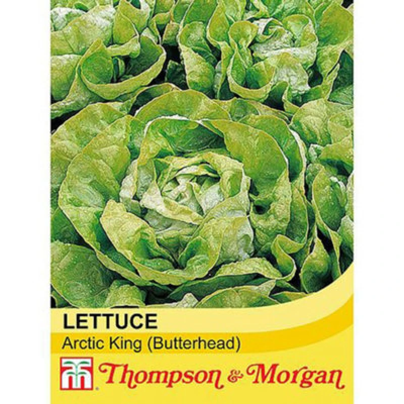 Image of Thompson & Morgan Lettuce (Butterhead) Arctic King 1 Seed Packet