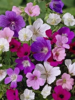 Image of Handy Geranium Mixed X 5 Bare Roots