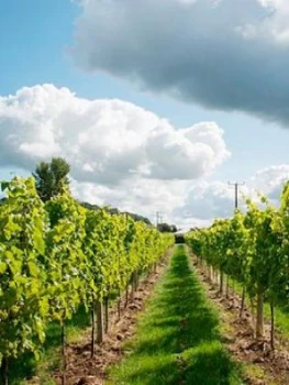 Image of Virgin Experience Days Vineyard Tour and Tasting for Two at Aldwick Court Farm & Vineyard, One Colour, Women