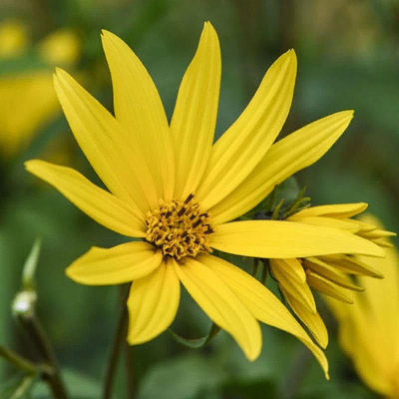 Image of Sunflower Early Bird - Hardy Perennial With Chocolate Scent Ideal For Borders Seeds Thompson & Morgan