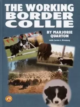Image of The working Border Collie by Marjorie Quarton