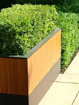 Image of Box (Buxus) Hedging Pack - 10 Plants In 9Cm Pots