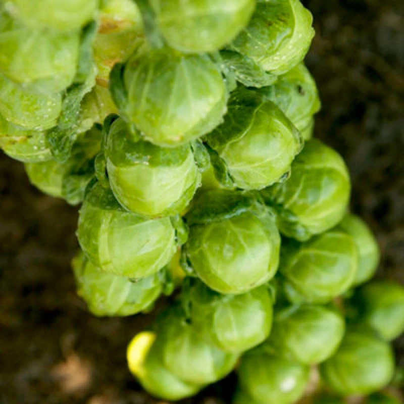 Image of Thompson & Morgan Brussel Sprout Cryptus F1 1 Seed Packet