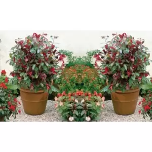 Image of Thompson & Morgan Thompson and Morgan Photinia (Standard) Red Robin 3 litre Pot x 1 (Length