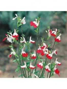 Image of Hardy Salvia 'Hot Lips' 3 X 9Cm