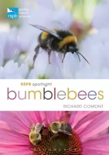 Image of RSPB Spotlight Bumblebees