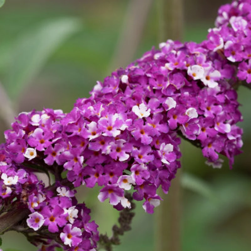 Image of You Garden Buddleia 'Berries And Cream' (3 X 9Cm Pot) One Colour W18KW Unisex