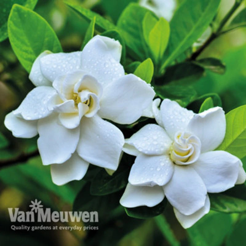 Image of Thompson & Morgan Gardenia Jasminoides Crown Jewels 9Cm Potted Plant X 4