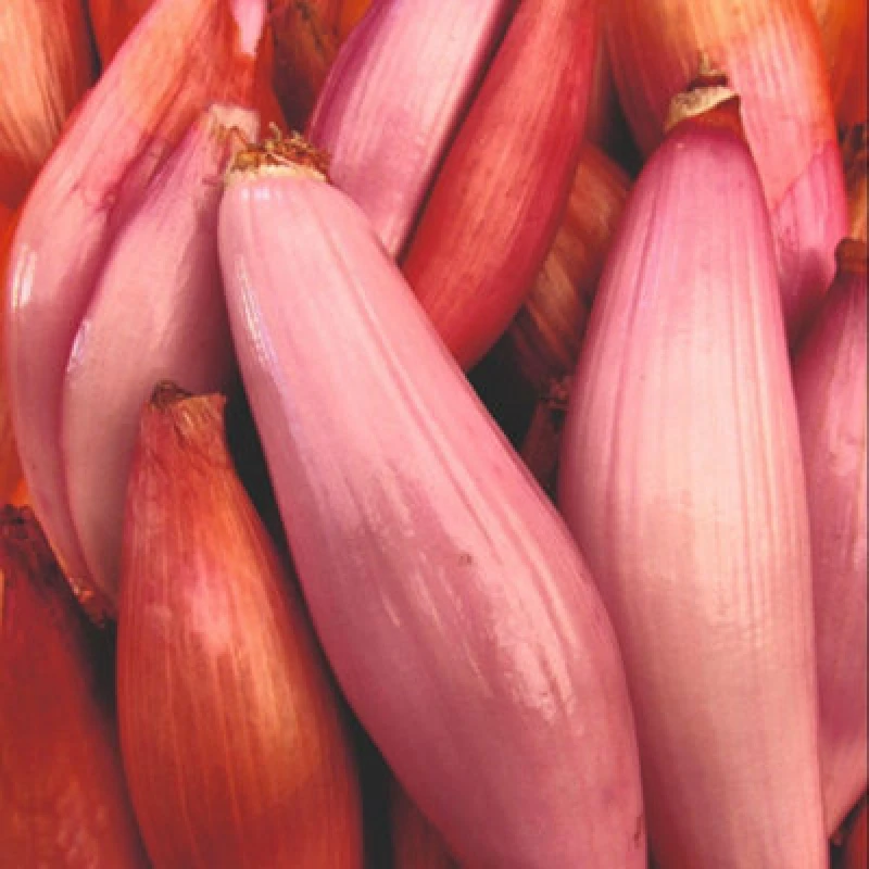 Image of Thompson & Morgan Simiane Pink-Fleshed Shallot Seeds - Gourmet Sweet Variety For Cooking & Storage - 10 Seeds