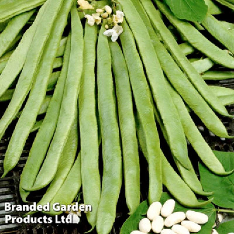 Image of Thompson & Morgan Runner Bean White Emergo 1 Seed Packet (25 Seeds)