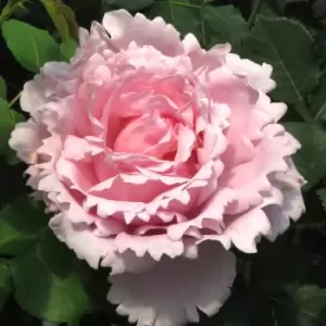 Image of Yougarden Rose Sophie Rochas Bare Root Bush