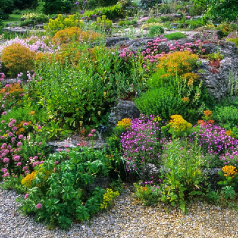 Image of You Garden Alpine Plant Lucky Dip Collection Six Established Plants In 9Cm Pots Ready To Plant