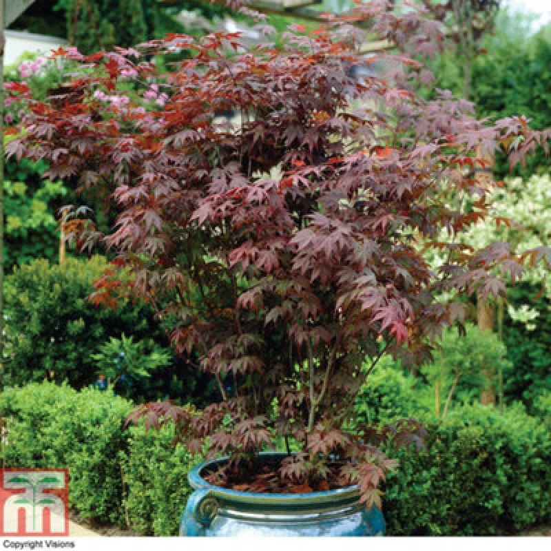 Image of Thompson & Morgan Acer Palmatum Atropurpureum 10.5Cm Potted Plant X 4