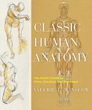 Image of classic human anatomy the artists guide to form function and movement