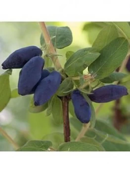 Image of Lonicera K. Morena 'Honeyberry' 2L