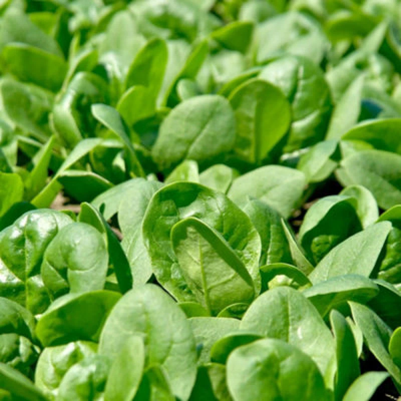 Image of Thompson & Morgan Spinach Santa Cruz F1 - Slow-Bolting Mildew Resistant Baby Leaf/mature Vegetable Seeds (Uk) - 400 Seeds