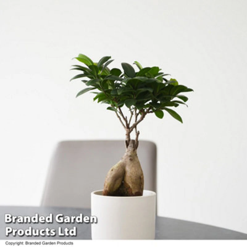 Image of Thompson & Morgan Ficus Microcarpa Ginseng 9Cm Pot X 1