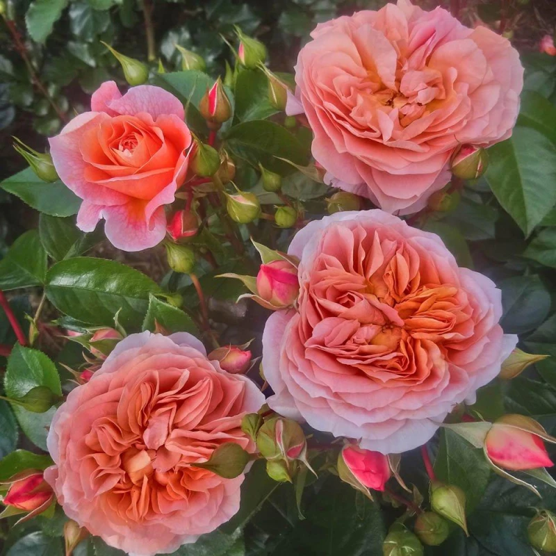 Image of YouGarden Rose Its a Wonderful Life (4L Pot) Pink unisex 4L Pot