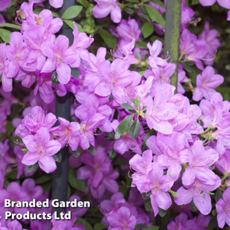 Image of Thompson & Morgan Azalea Dwarf Lilac 9Cm Pot X 1