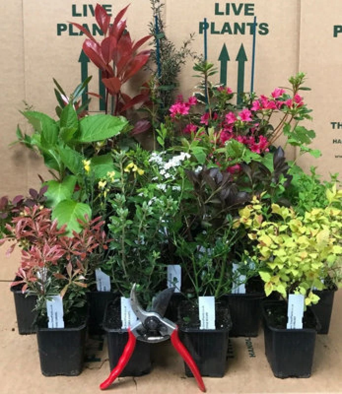 Image of Direct Plants Mixed Garden Shrub Selection, Pack Of 5 Established Plants Supplied In 9Cm Pots