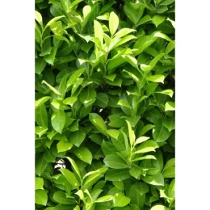 Image of Pack of 10 Cherry Laurel Hedging Plants