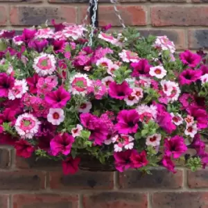 Image of Yougarden Eton Mess Mix X 12 Plug Plants