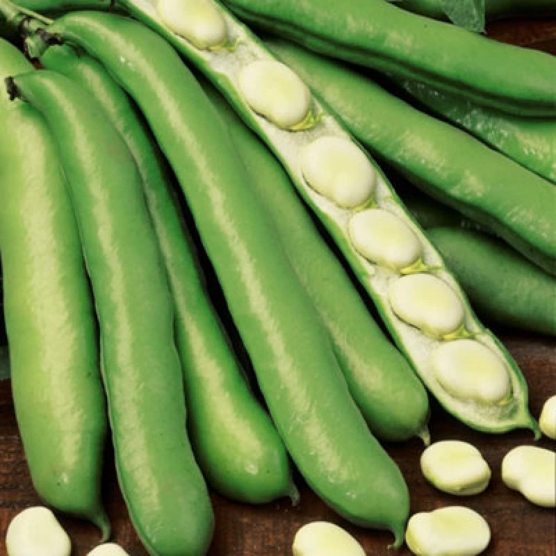 Image of Thompson & Morgan Broad Bean Witkiem 1 Seed Packet (30 Seeds)