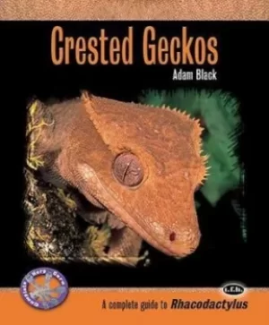 Image of Crested geckos by Adam Black